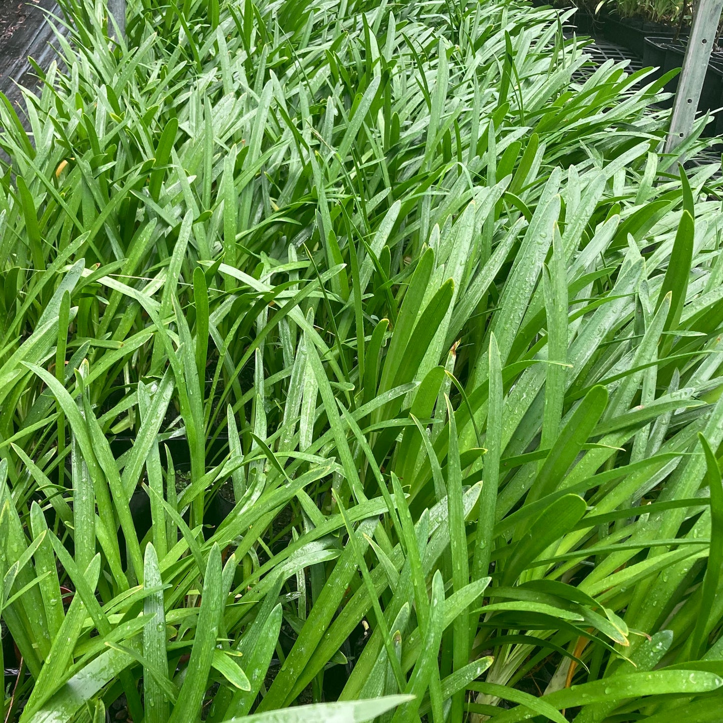 Agapanthus Queen Mum - 1 young plant