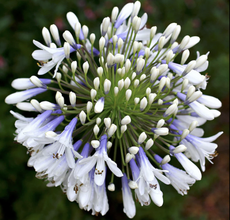 Agapanthus Queen Mum. TM - 10 young plants (Pick up only)