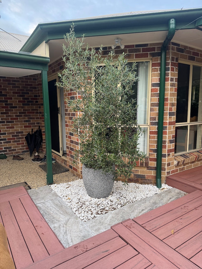 Olive - Arbequina 250mm (Pick up only)