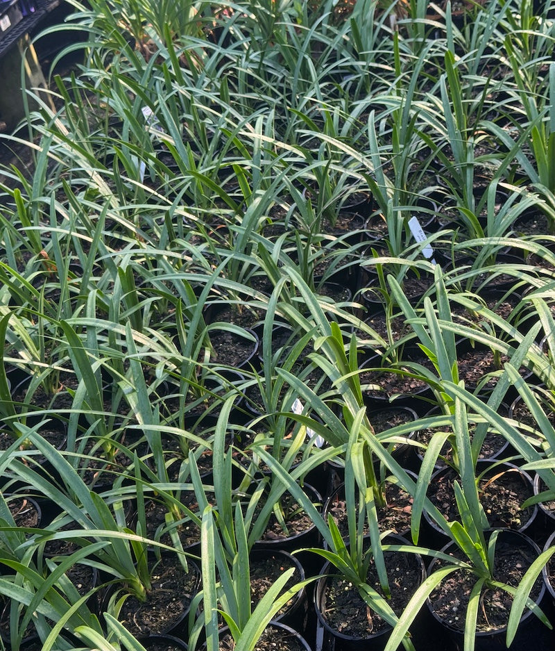 Agapanthus Black Magic - near flowering size