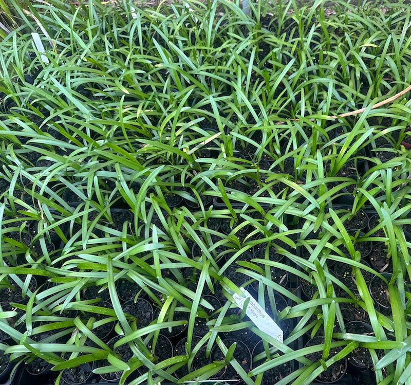 Agapanthus Black Magic - Special 30 plant pack of young plants