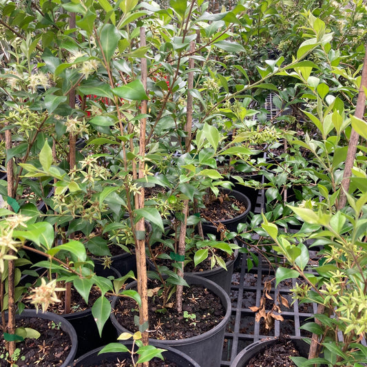 Cinnamon myrtle in 200mm pot (Pick up only)