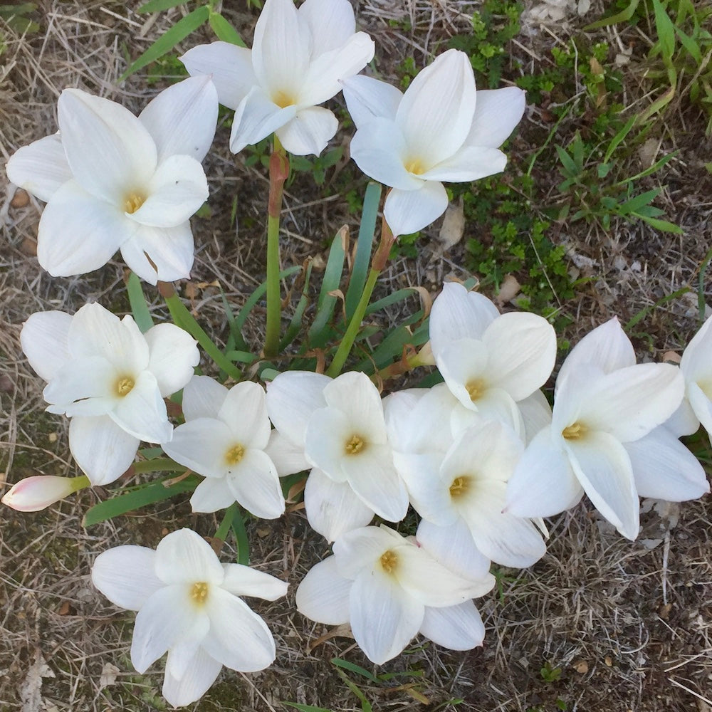 Zephyranthes drummondii - pack of 10 bulbs