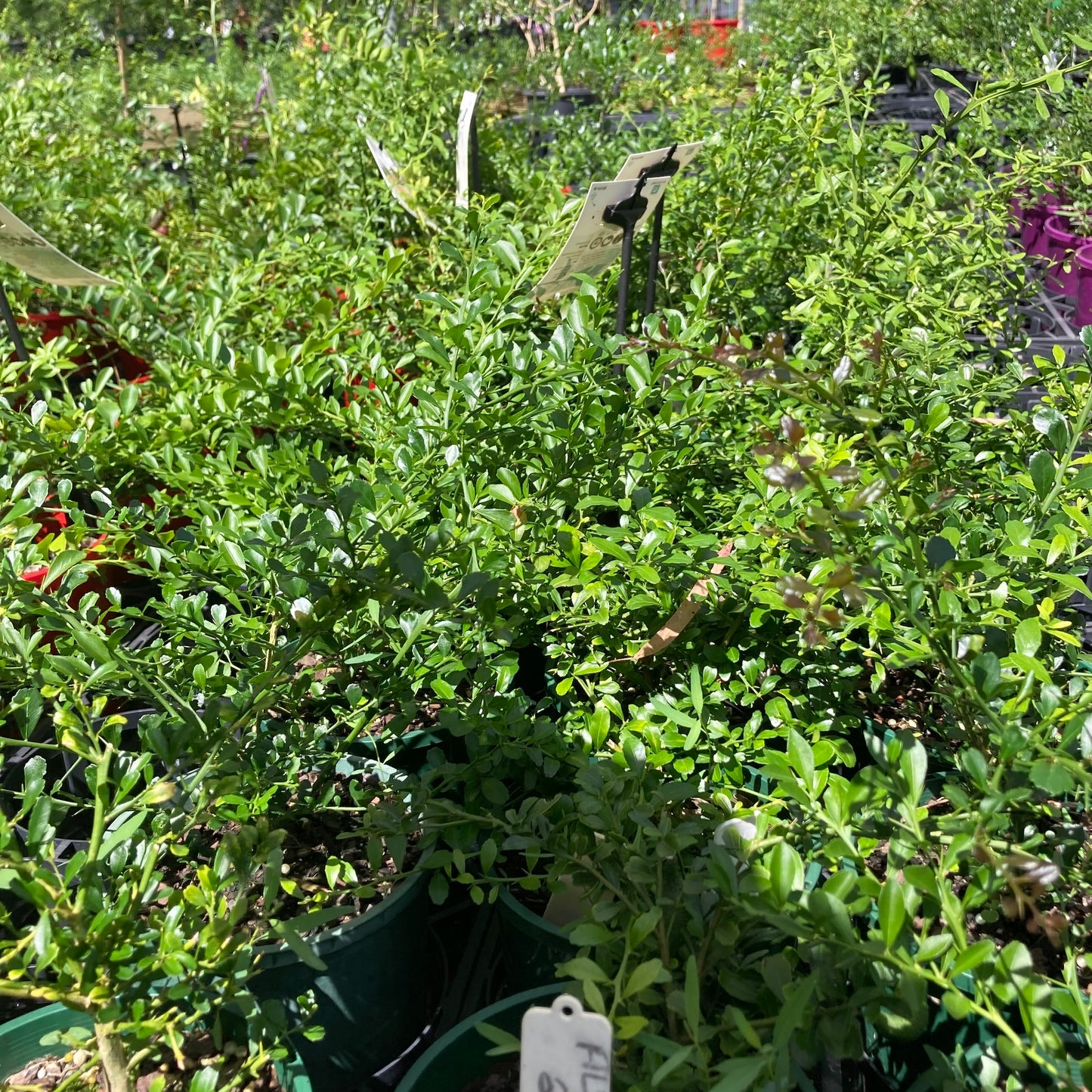 Finger Lime - "Alstonville" in 140mm pots (pick up only)