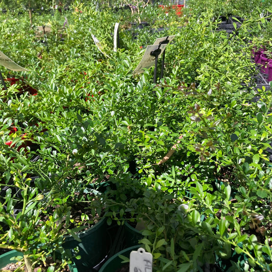 Finger Lime - "Alstonville" in 140mm pots (pick up only)