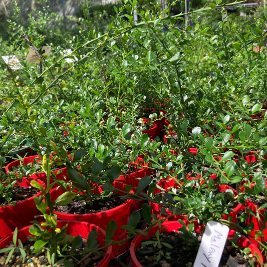 Finger Lime - "Maleny Red" in 140mm pot (pick up only)