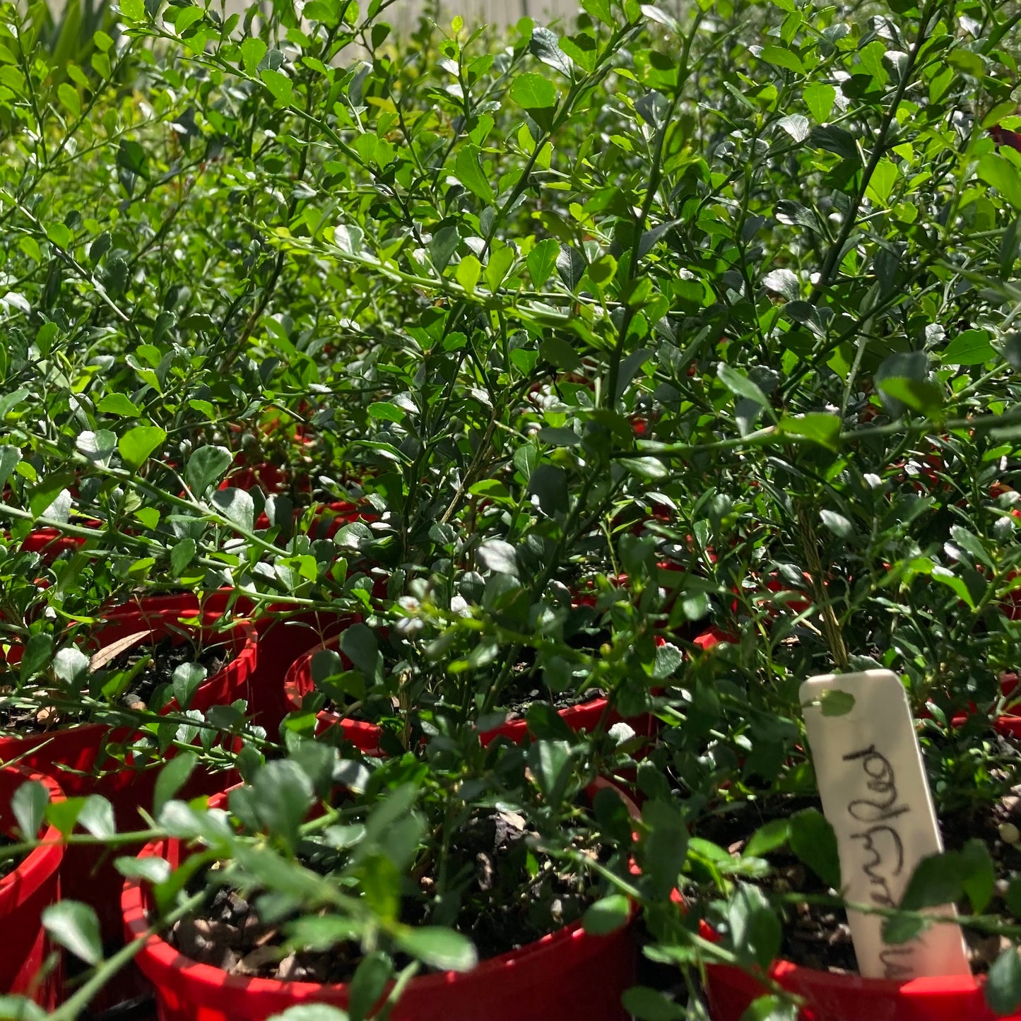 Finger Lime - "Maleny Red" in 200mm pot (pick up only)