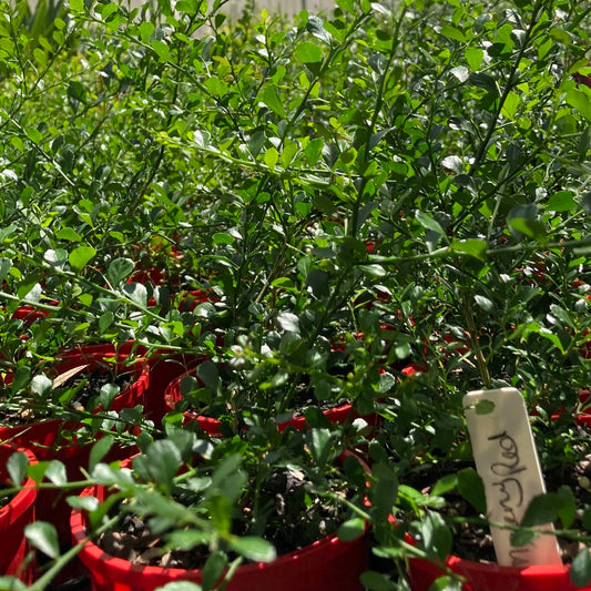 Finger Lime - "Maleny Red" in 200mm pot (pick up only)