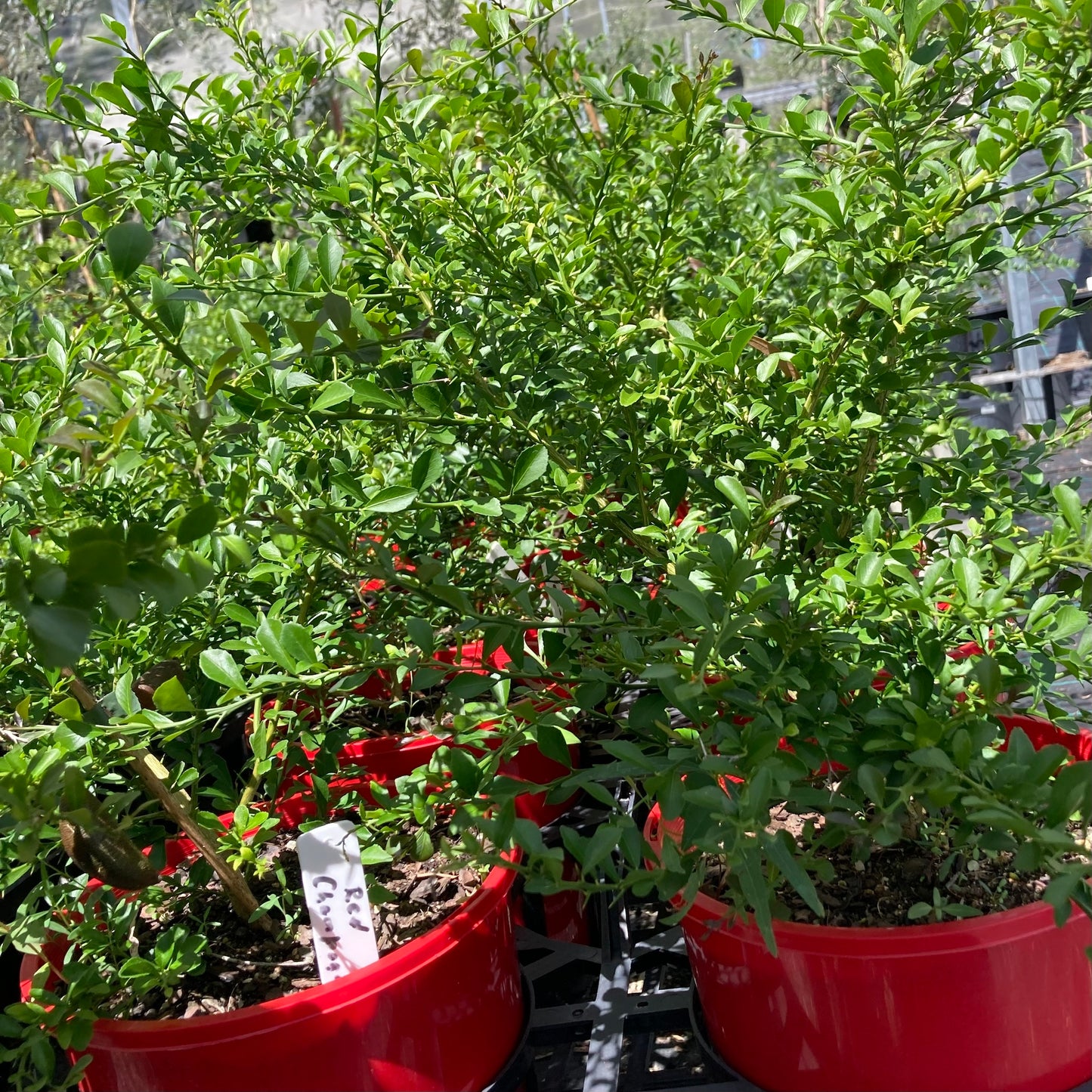 Finger Lime - "Red Champagne" - 140mm (pick up only)