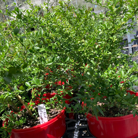 Finger Lime - "Red Champagne" - 140mm (pick up only)