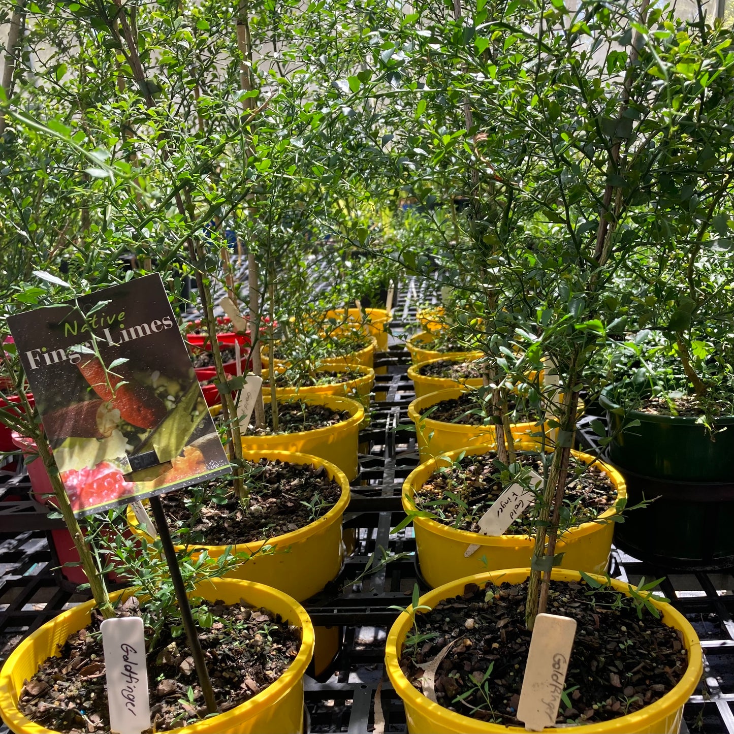 Finger Lime - "Gold Finger" in 200mm pot (pick up only)