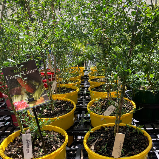 Finger Lime - "Gold Finger" in 200mm pot (pick up only)