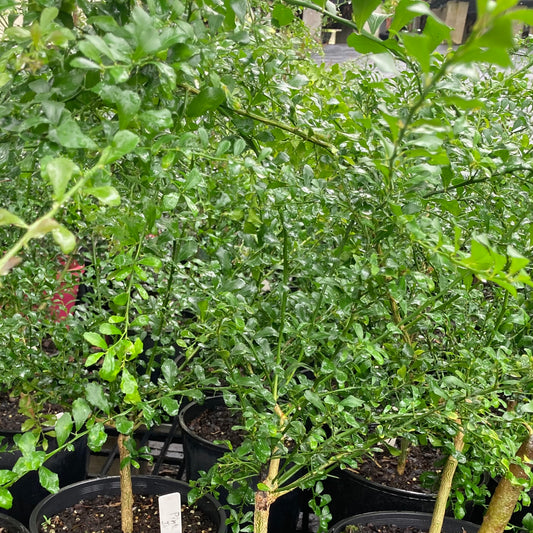 Finger Lime - "Pink Ice" grafted in 200mm pot (pick up only)