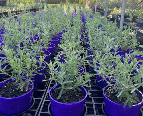 Lavandula dentata - French in 140mm pot (Pick up only)