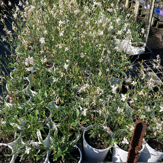 Gaura white in 140mm pot (pick up only)