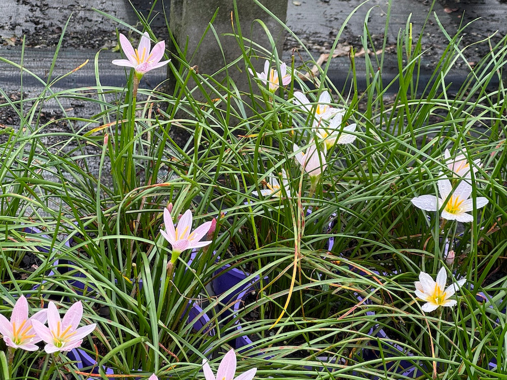 Zephyranthes Grandjax - Pack of 10 bulbs