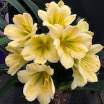 Group 2 Yellow