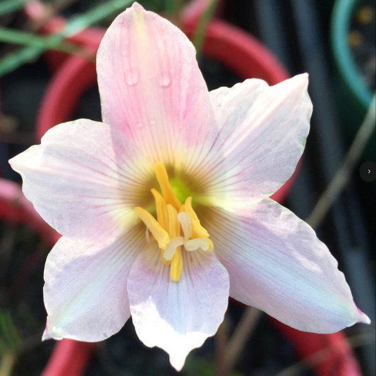 Habranthus tubispathus var. roseus