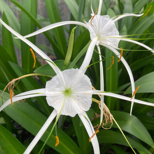 Hymenocallis speciosa