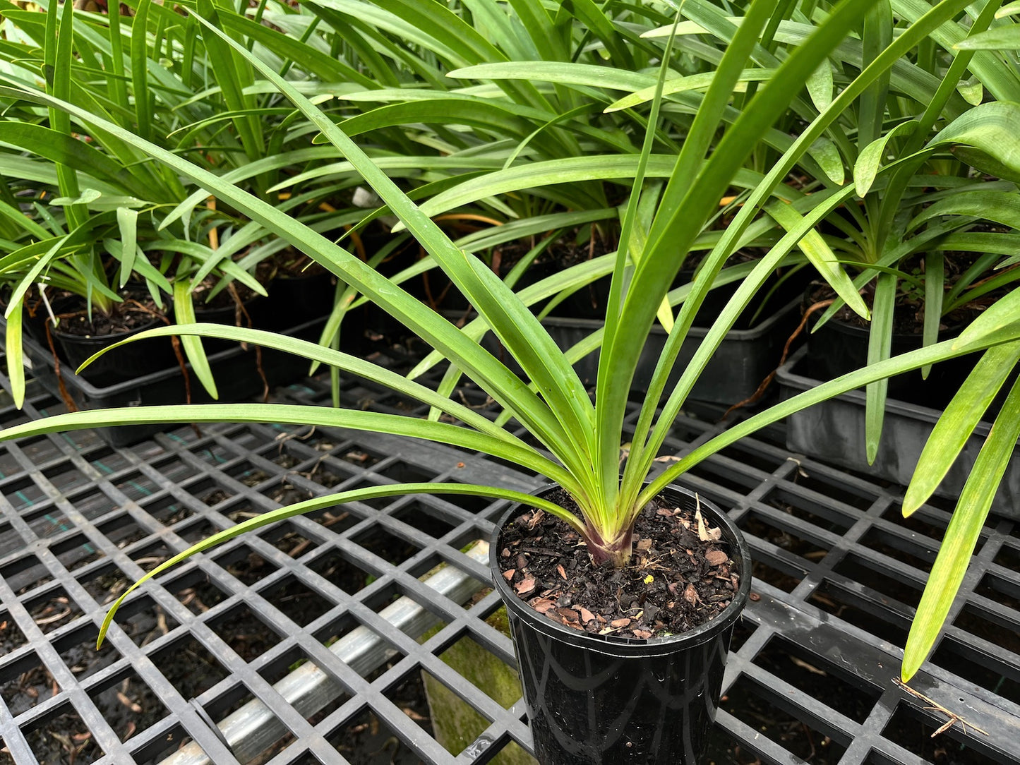 Agapanthus PMB030 Alexis ™ - near flowering size