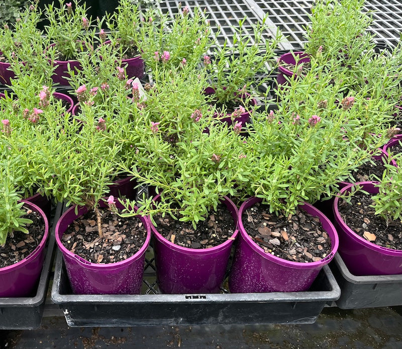 Lavandula Laveanna Pink - 140mm pots (Pick up only)