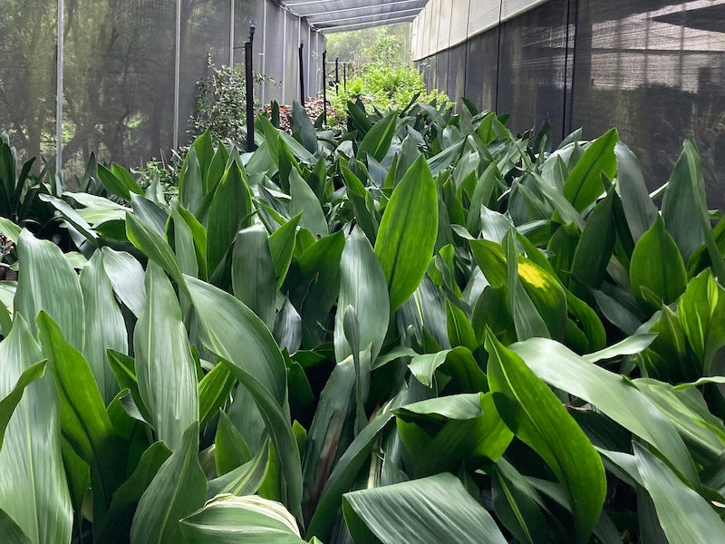 Aspidistra elatior - 200mm (pick up only)