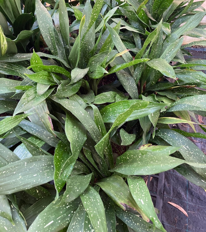 Aspidistra elatior Shooting Star - 200mm pick up only