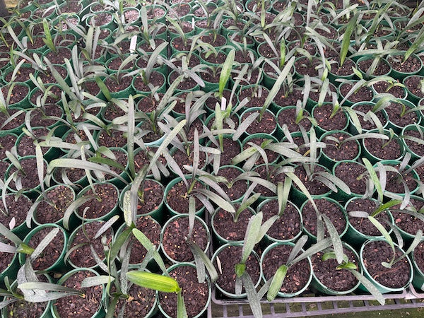 Clivia green flowering crosses - 140mm pots