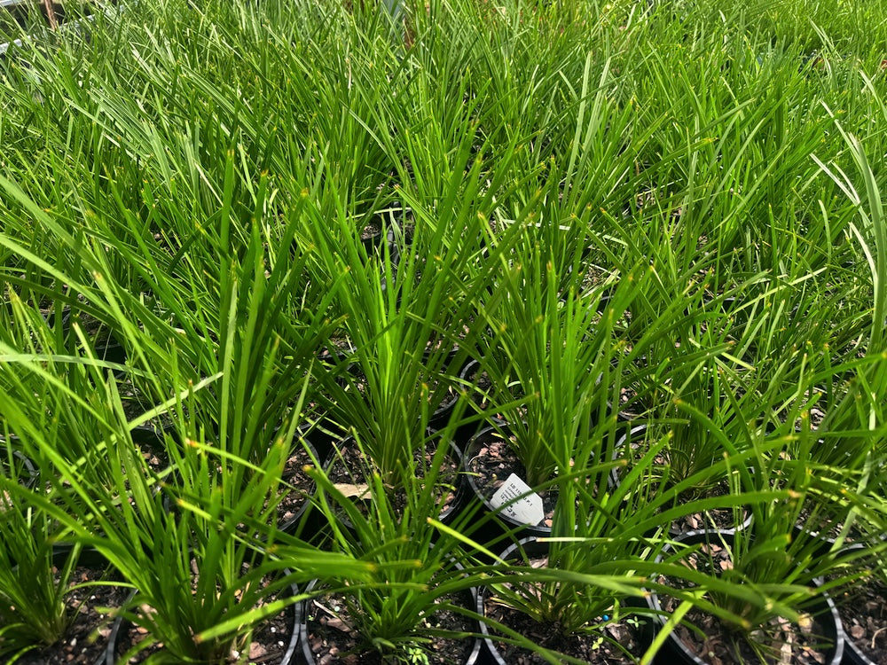 Lomandra species Lime Tuff in 140mm (Pick up only)