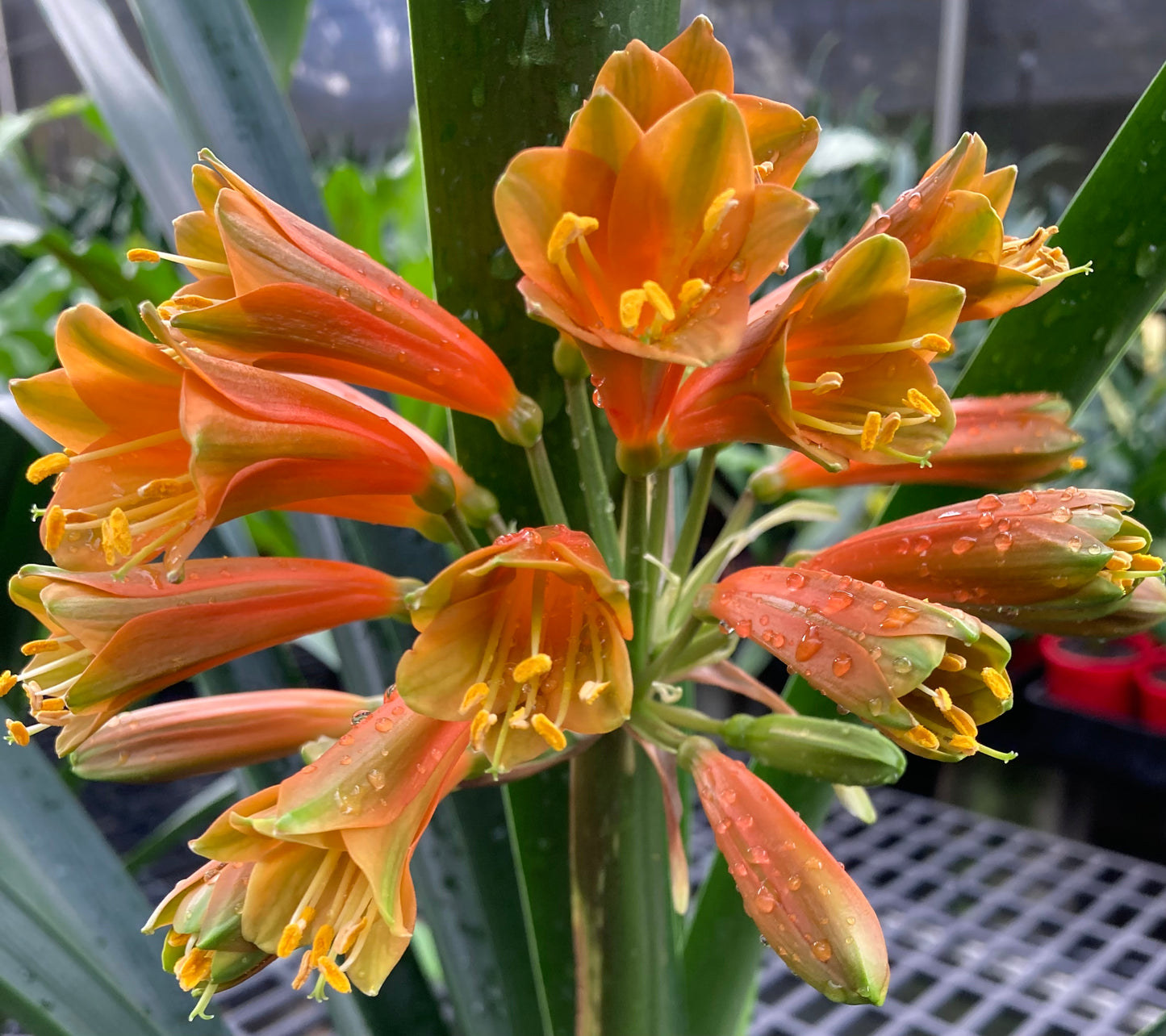 Interspecific Bronze flowering - 200mm pot