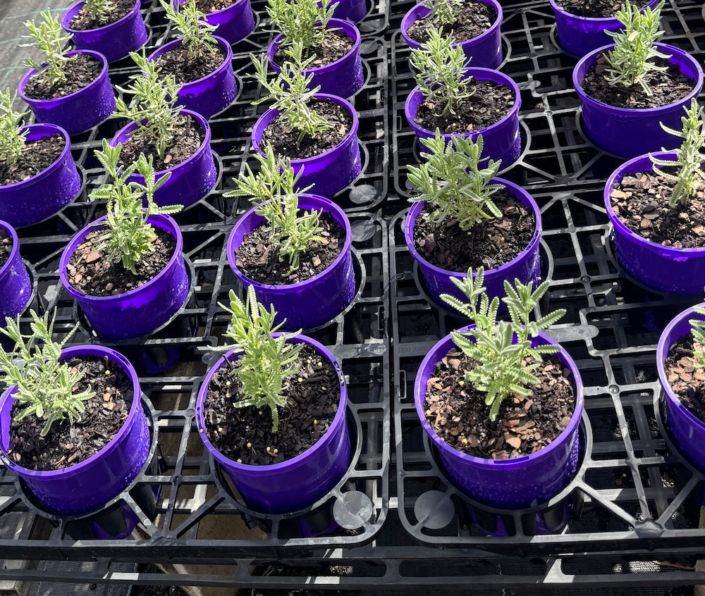 Lavandula dentata - French in 140mm pot (Pick up only)
