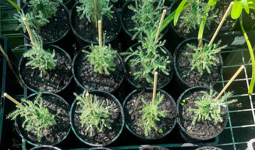 Lavender cotton in 140mm pot (Pick up only)