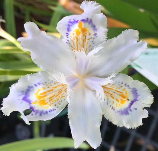 Iris Japonica