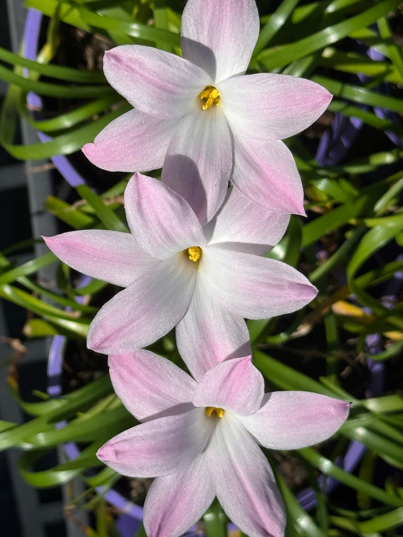 Zephyranthes La Bufa rosea- Flowering Size Bulb