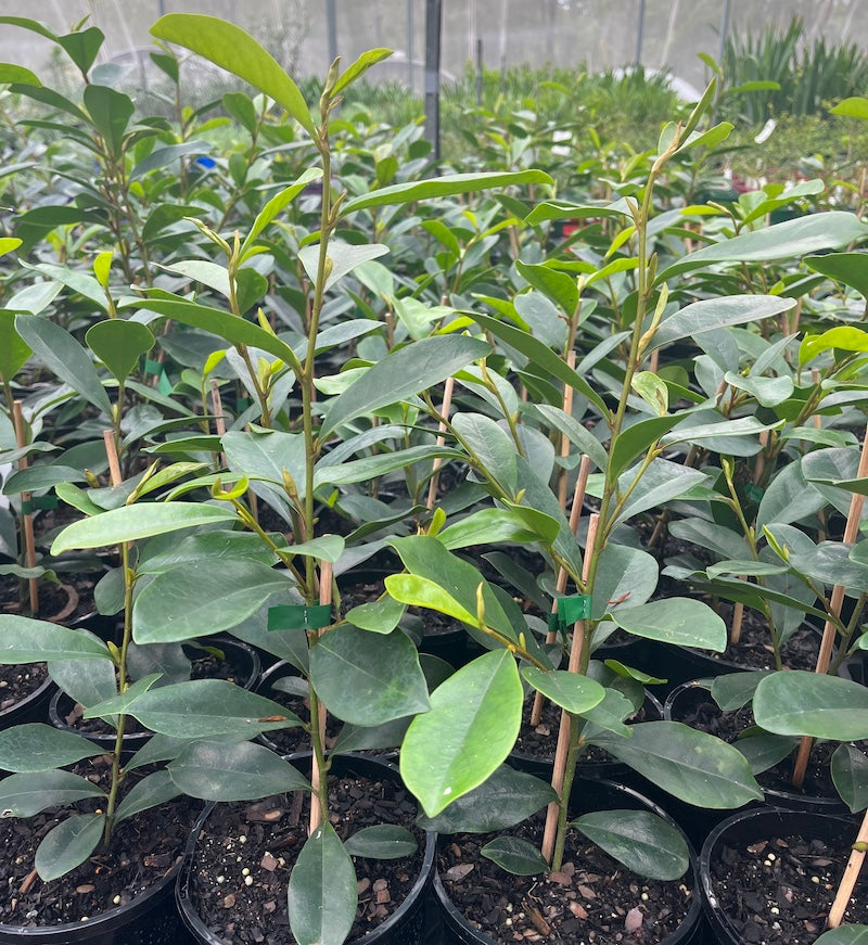 Michelia Little Sarah - 140mm pot (Pick up only)