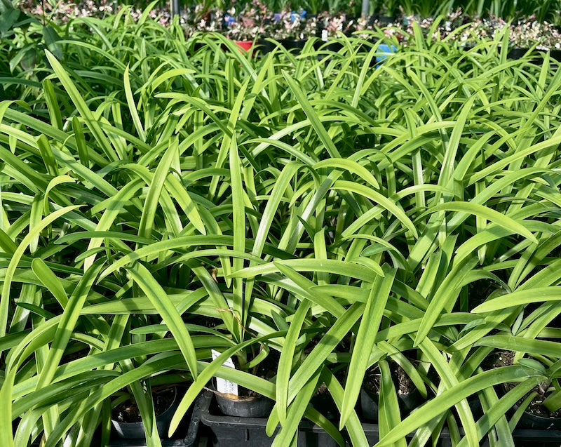 Agapanthus Madelyn - 20 young plants (Pick up only)