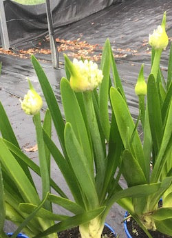 Agapanthus PMB012 (pbr) Maxsie ™ - 20 young plants