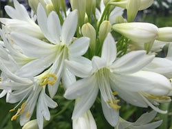Agapanthus Grace - special 20 pack of young plants