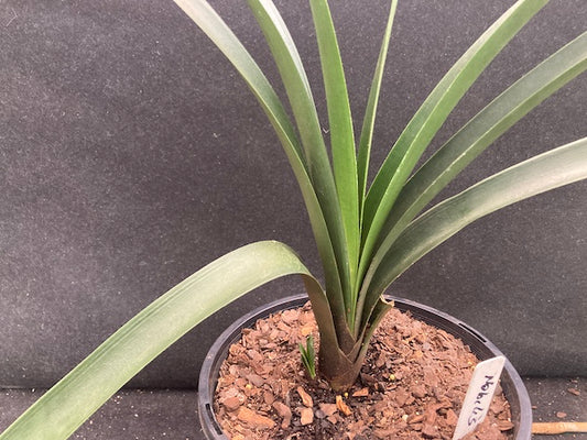 Clivia Nobilis