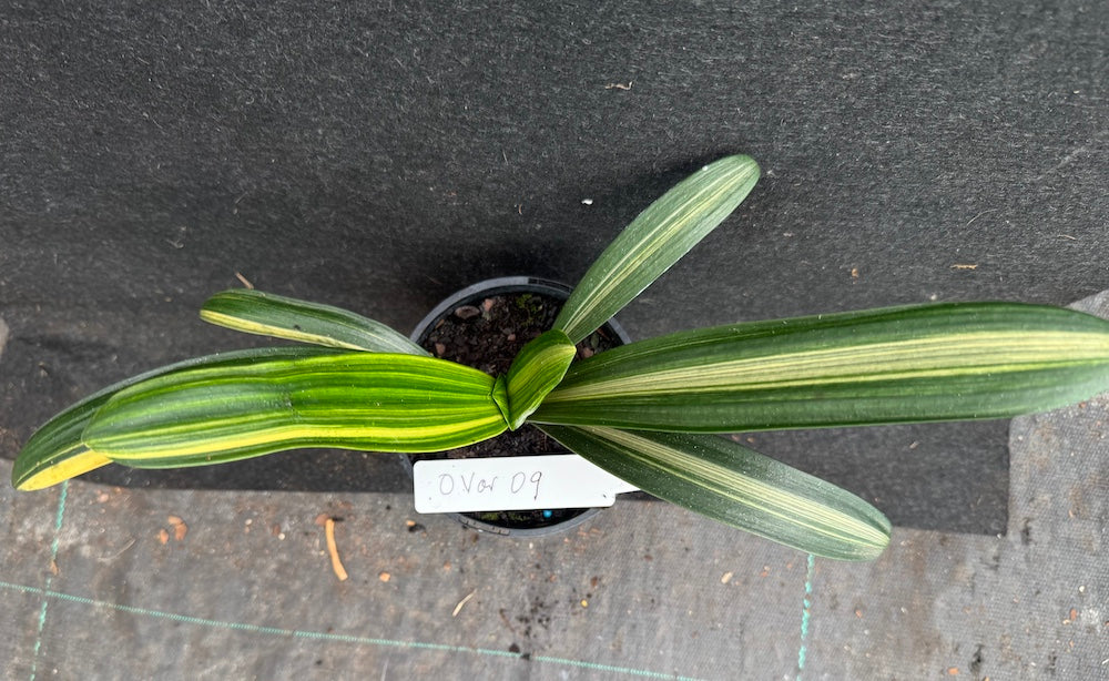Clivia miniata variegated Sahin Twin Code OVar 9