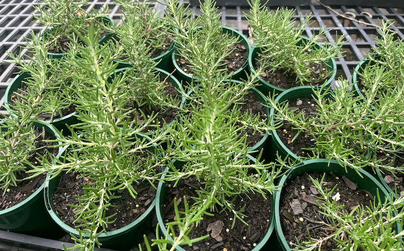 Rosemary Roman Beauty - 140mm pot (Pick up only)
