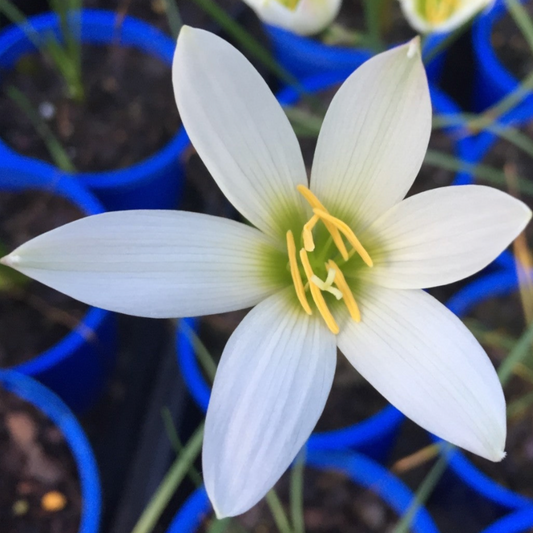 Zephyranthes mesochioa - Flowering size bulb