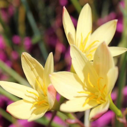Zephyranthes primulina - pack of 10 bulbs