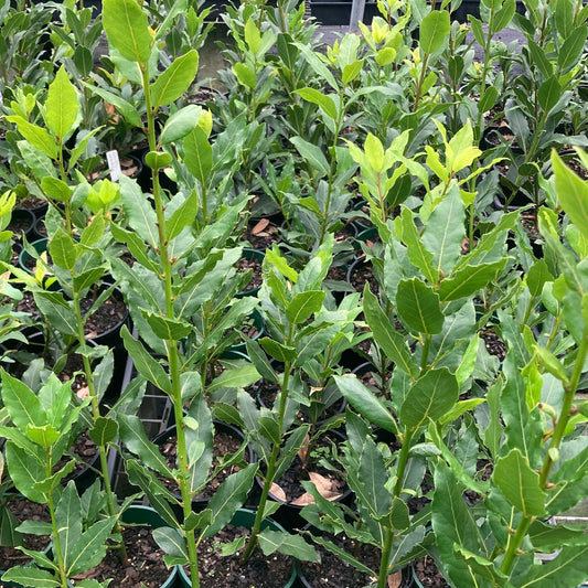 Bay leaf tree in 140mm pot (Pick up only)