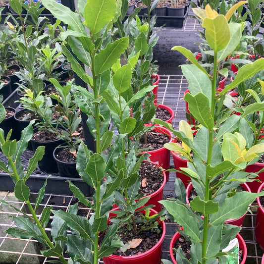 Bay leaf tree in 175mm pot (Pick up only)