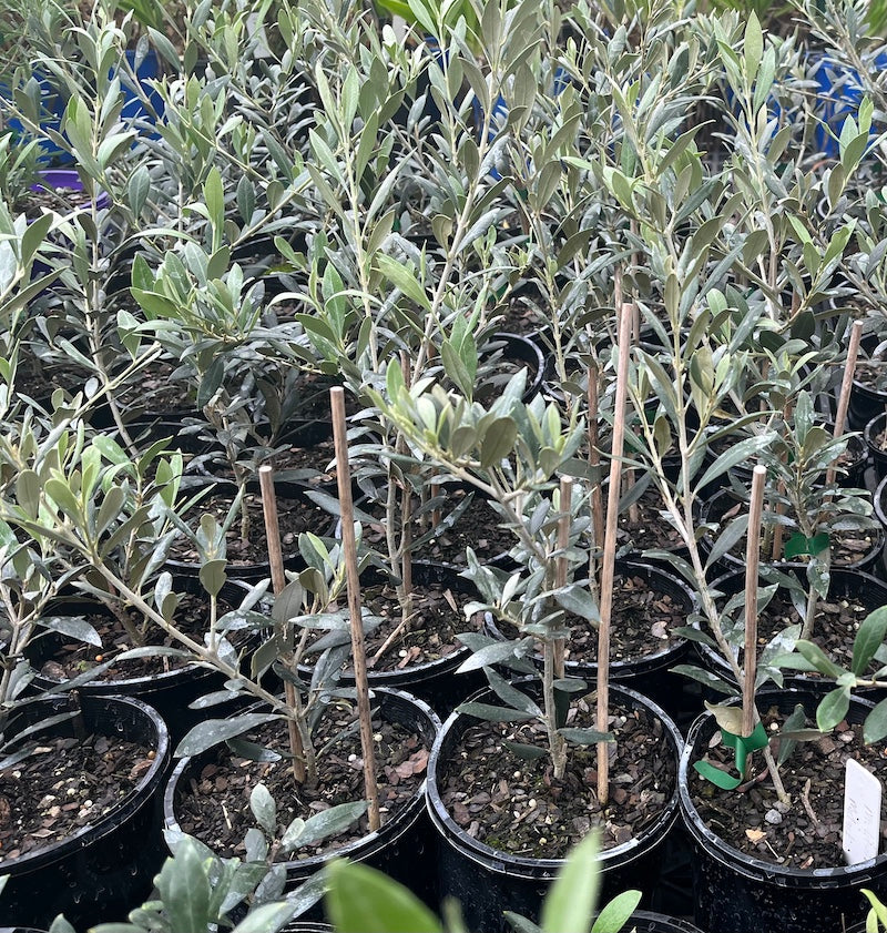Olive - Mediterranean Midget - 140mm (Pick up only)