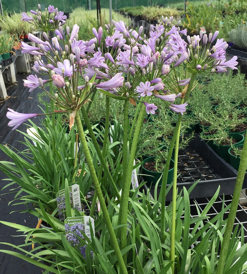 Agapanthus Amethyst - 6 near flowering sized plants