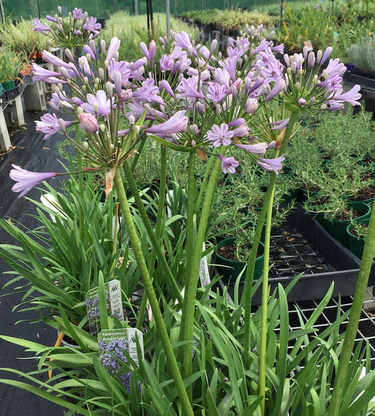 Agapanthus Amethyst - 6 near flowering sized plants