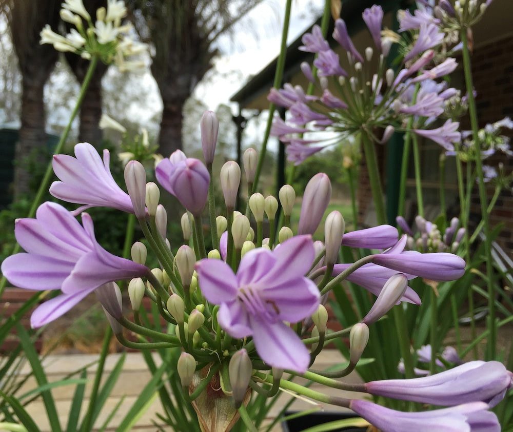 Agapanthus Amethyst - 6 near flowering sized plants