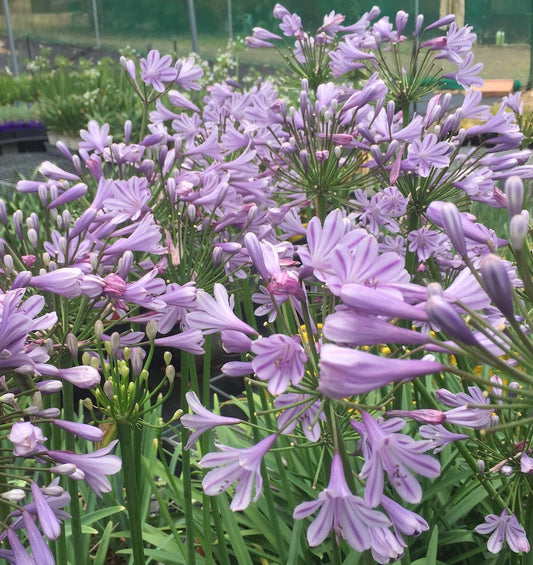 Agapanthus Amethyst - near flowering sized plant